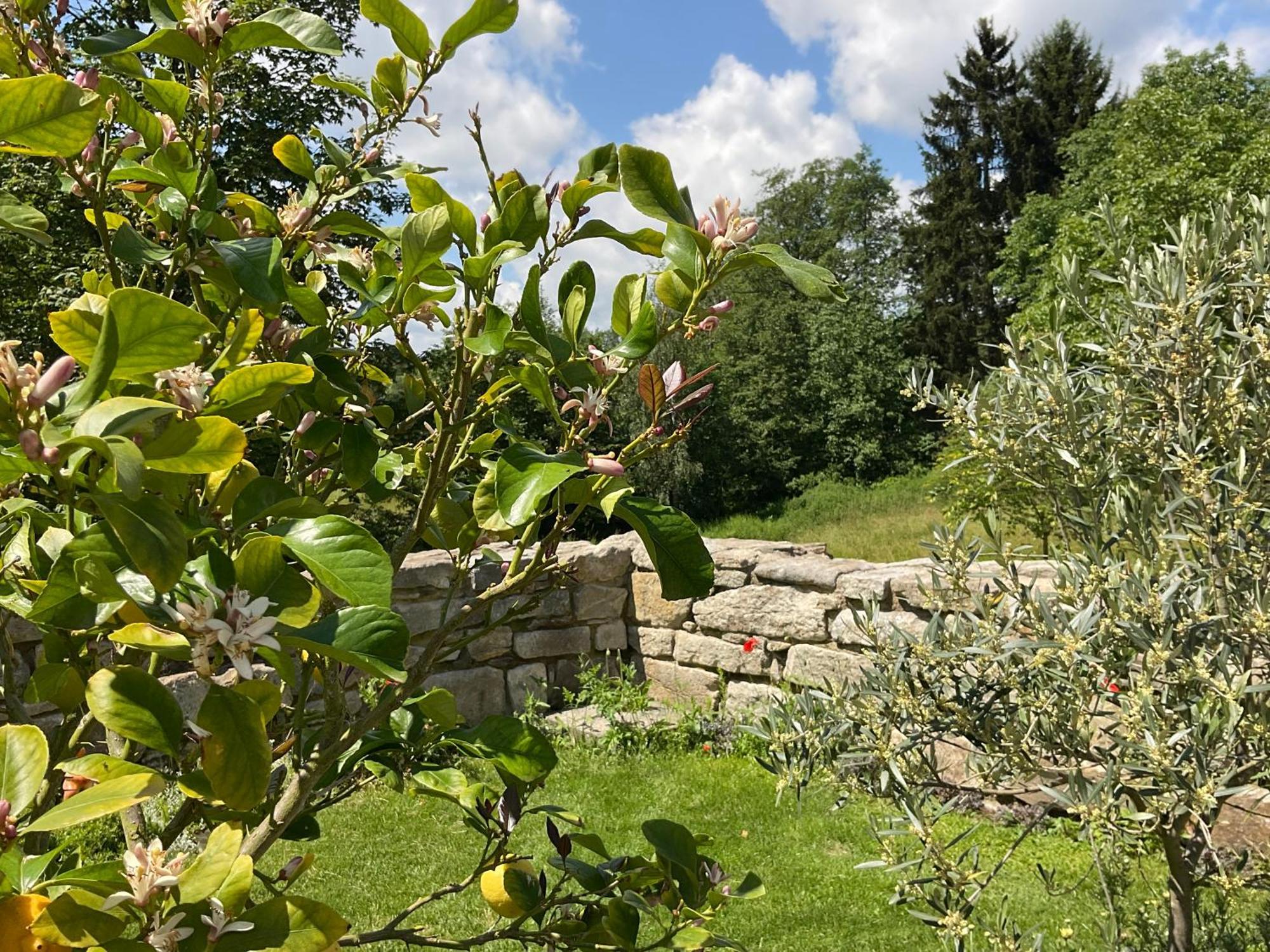Design Ferienwohnung Mit Bauerngarten Waldkirchen Bagian luar foto